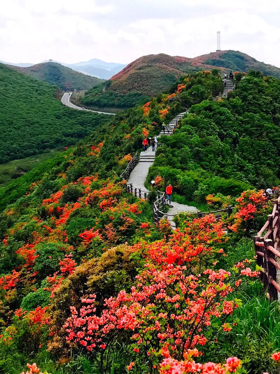 ©图虫 LIUWEI77997