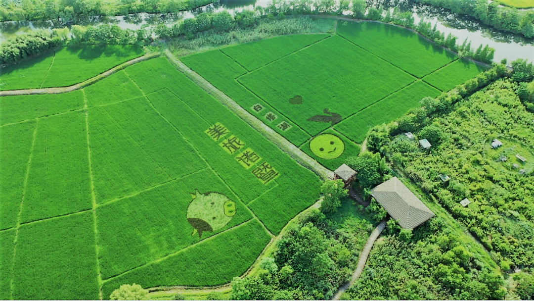 以水稻作画美出新高度