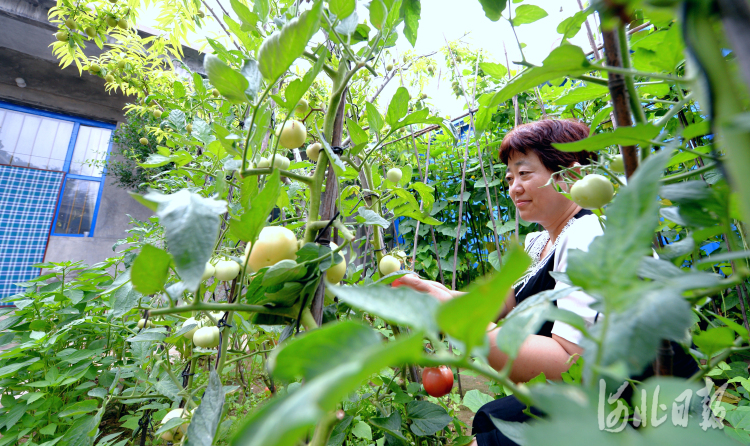 近日，河北省威县常庄镇何家庄村村民吴香芝管理庭院种植的蔬菜。河北日报记者杜柏桦摄影报道