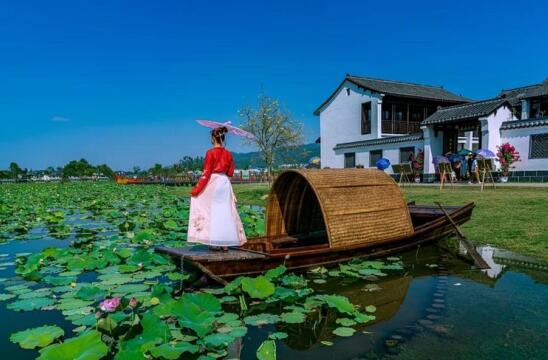 萍乡安源区荷花开迎客来