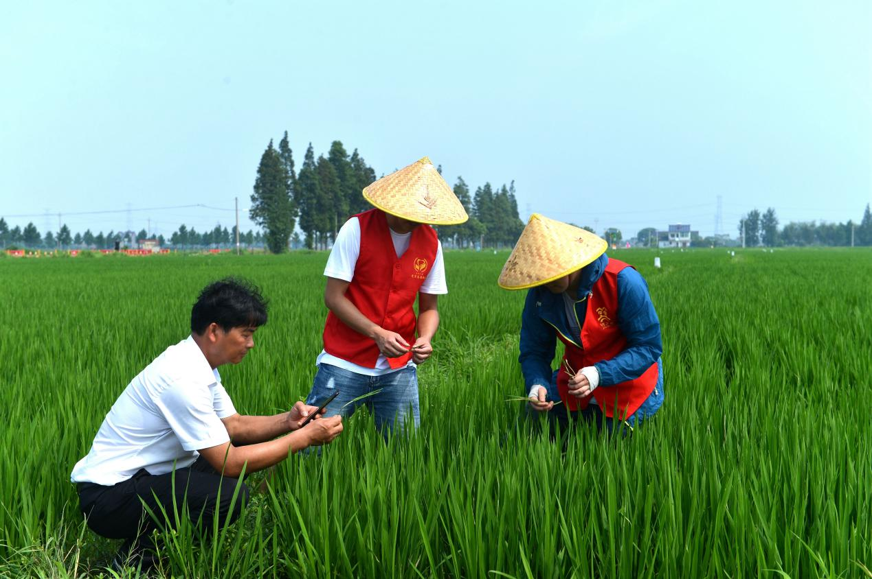 王志康：探索一条提质增效的现代化农业生产新模式