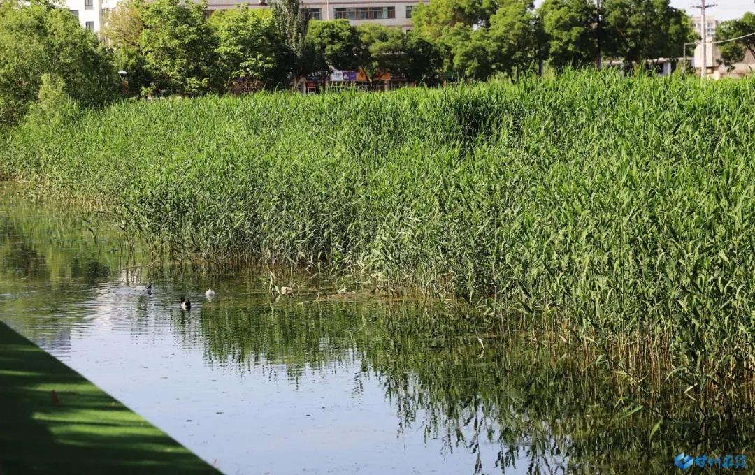 有图有真相！张掖甘州黑臭水体"洗心革面"颜值爆棚 