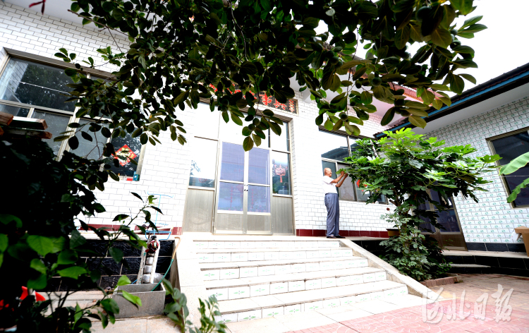 近日，河北省威县常庄镇何家庄村村民孟令亮管理庭院种植的无花果树。河北日报记者杜柏桦摄影报道