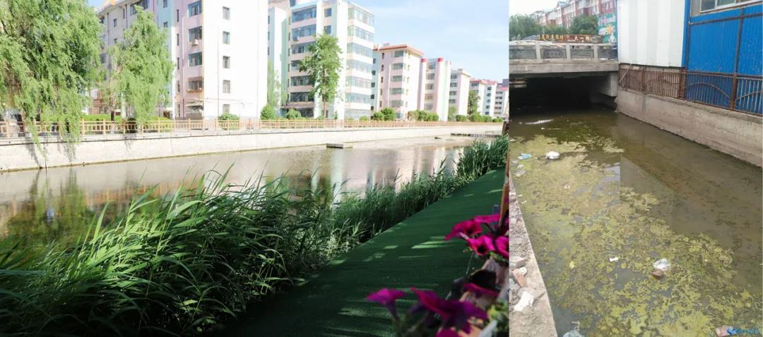 左图为东环路芦苇池治理后，右图为东环路芦苇池治理前。