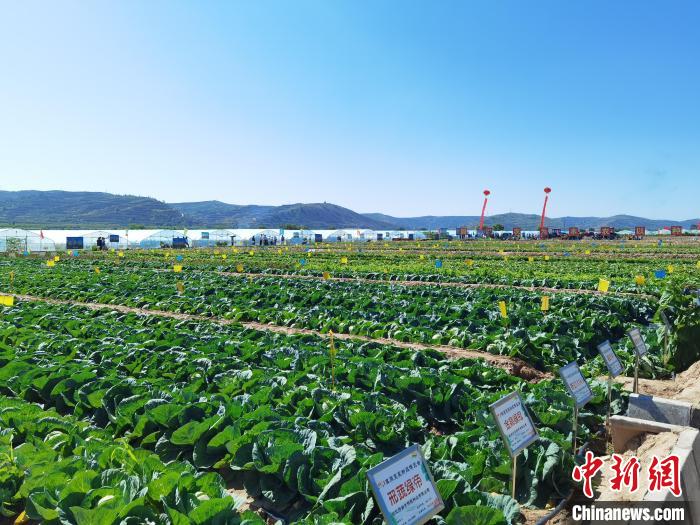 图为榆中县种植的大片高原夏菜。　杨娜 摄