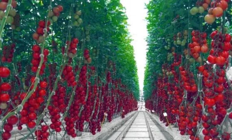 ▲海升现代农业智能温室工业化栽培蔬菜车间资料图