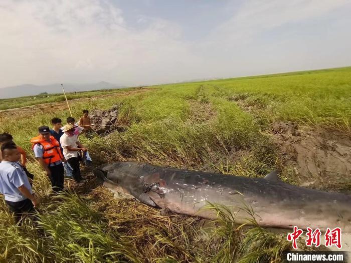 一头须鲸在浙江瑞安滩涂搁浅后续:救援12小时后死亡