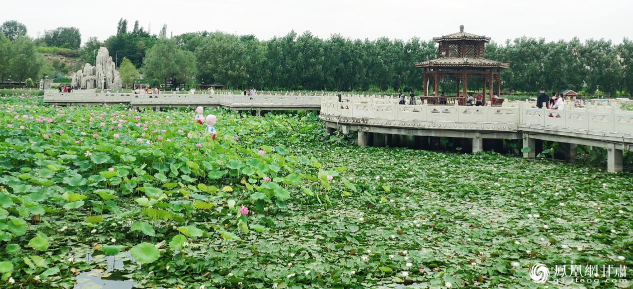 游客在白银体验“接天莲叶无穷碧，映日荷花别样红”的景致。 张景阳 摄