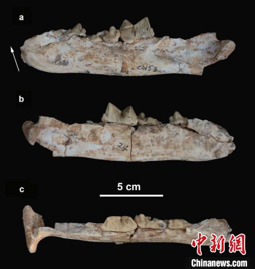 最新研究：中国剑齿虎属化石新材料揭示演化迁徙关键一环