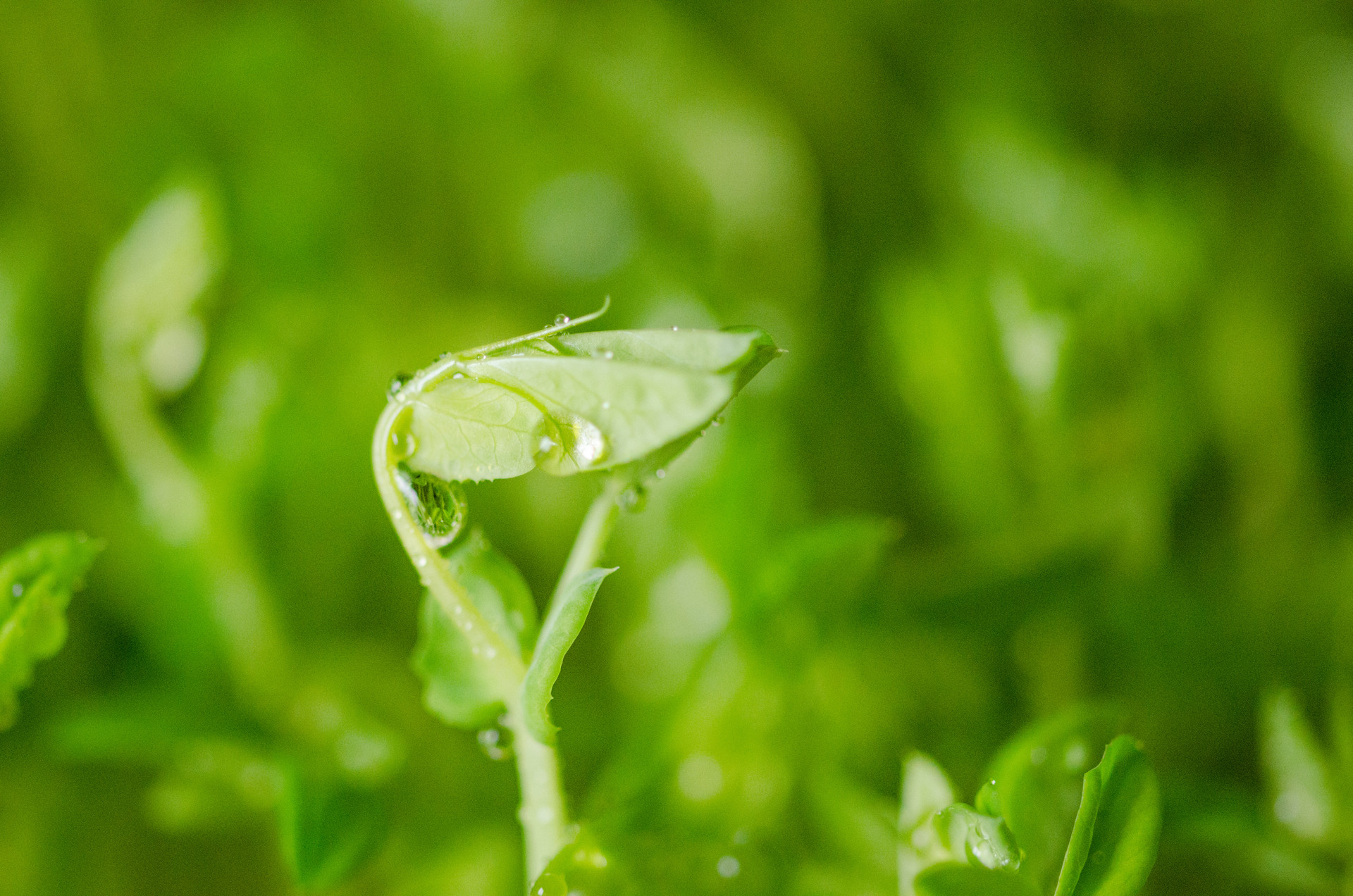 苏州税务发表春雨润苗助小微专精特新中小企业优惠政策