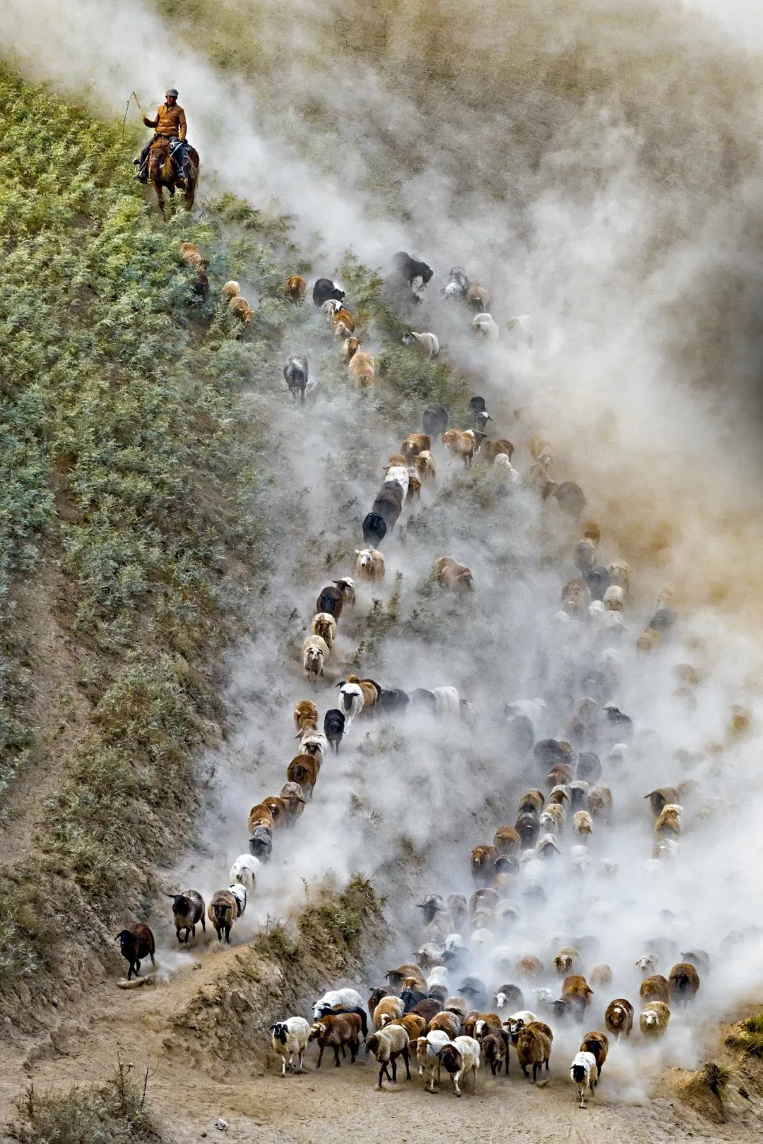  “腾云驾雾”的羊群，奔跑在伊犁山谷之间。摄影/赖宇宁
