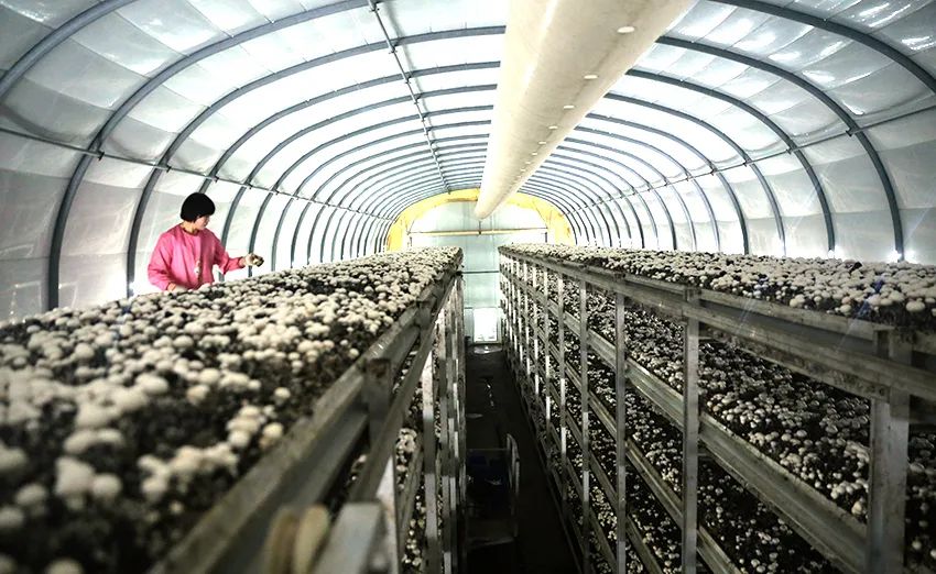 ▲张掖市临泽县扎尔墩滩戈壁农业开发区温控大棚内双孢菇种植基地