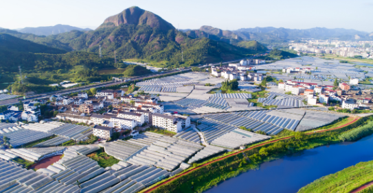 共同富裕新征程横山村发展葡萄产业走向共同富裕