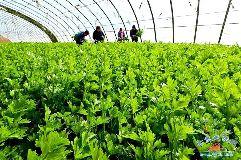 ▲张掖现代戈壁农业产业园区发年农产品蔬菜生产基地温室大棚