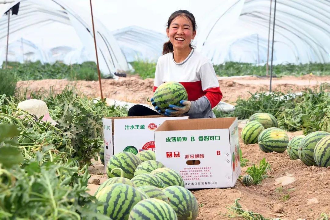 尝一“夏”兰州新区的西瓜，“暑”它最甜！