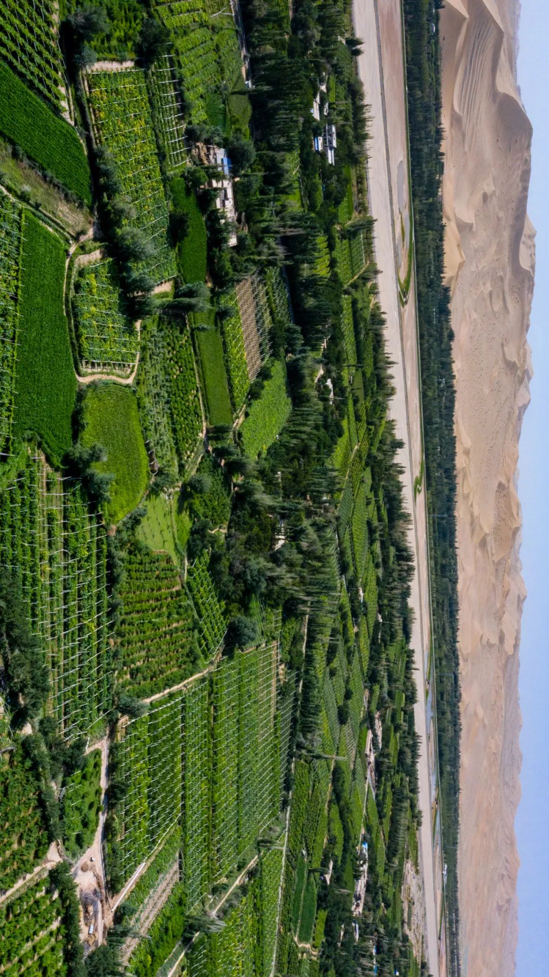 ▲ 河西走廊的葡萄种植基地，河西虽然干旱少雨，绿洲里的水果种植却也多的是。摄影/徐海洋