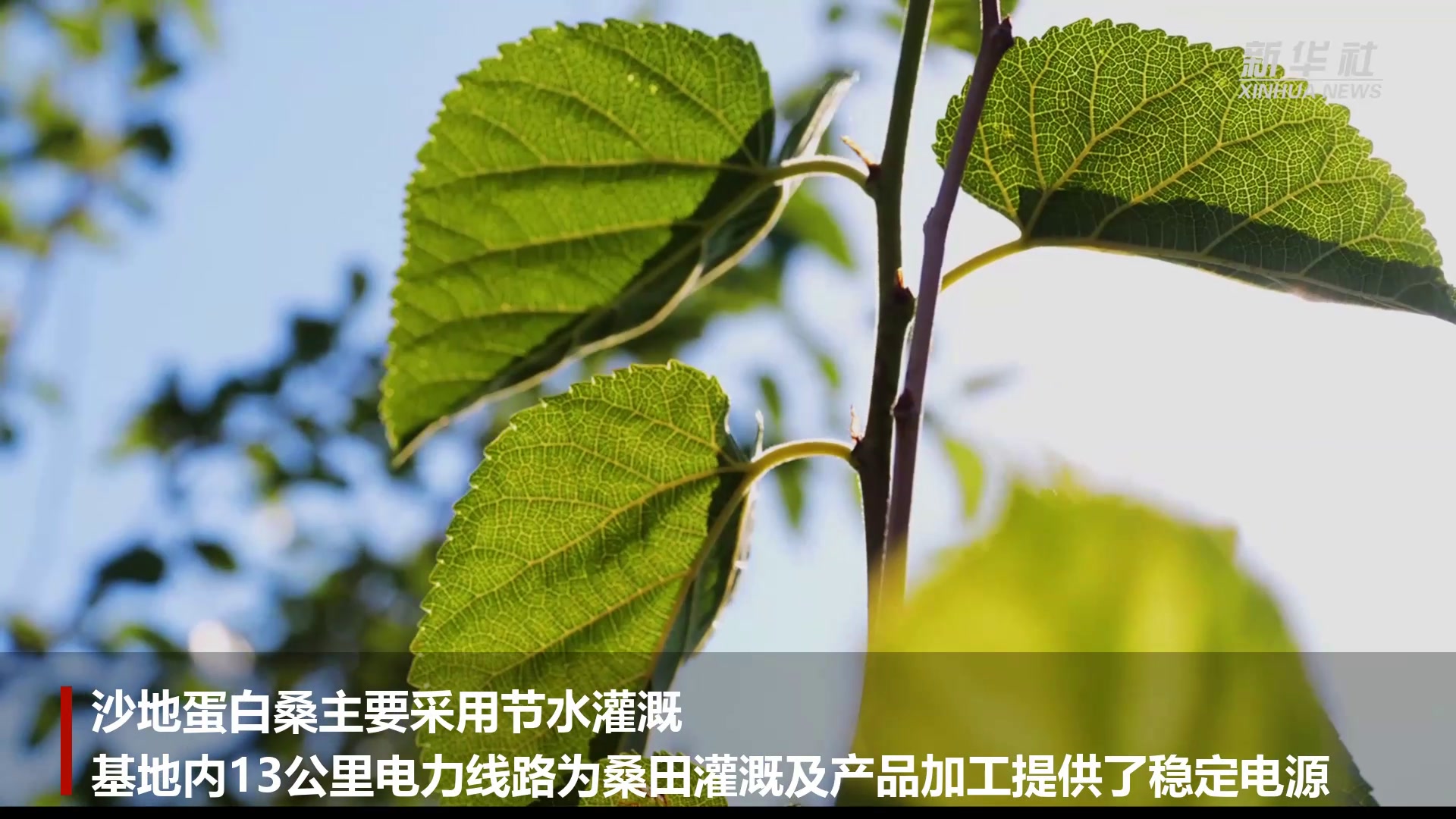 沙漠变桑田 独有好风光