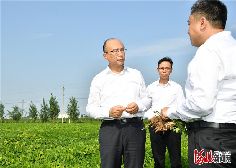 8月3日，省长许勤在衡水市调研检查。这是许勤来到枣强县恩察镇，查看节水农业示范区建设情况。 河北日报记者孟宇光摄