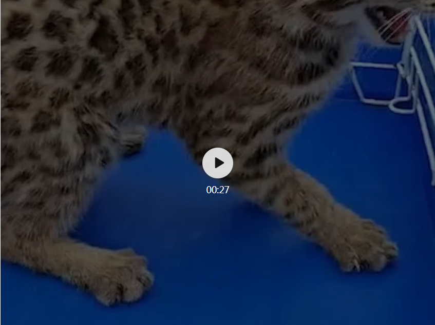 点击图片播放视频