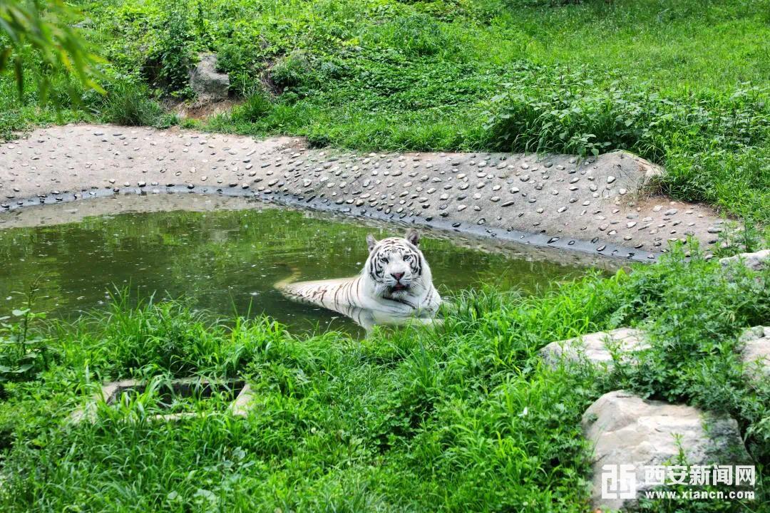 看看西安秦嶺野生動物園的夏日消暑大作戰