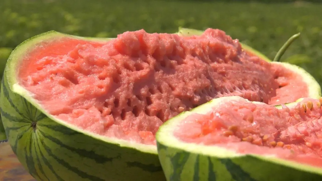 吃瓜群众快快集合靖远旱砂西瓜让你透心凉