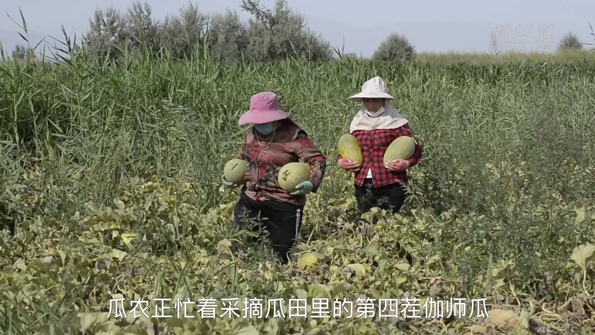 新疆伽师瓜迎来上市旺季