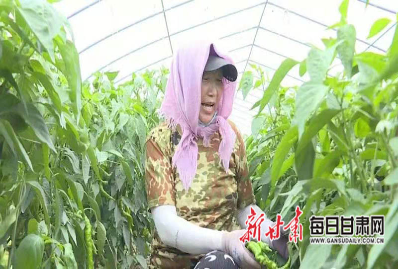 会宁一片好“丰”景 大棚辣椒鼓起农民“钱袋子”