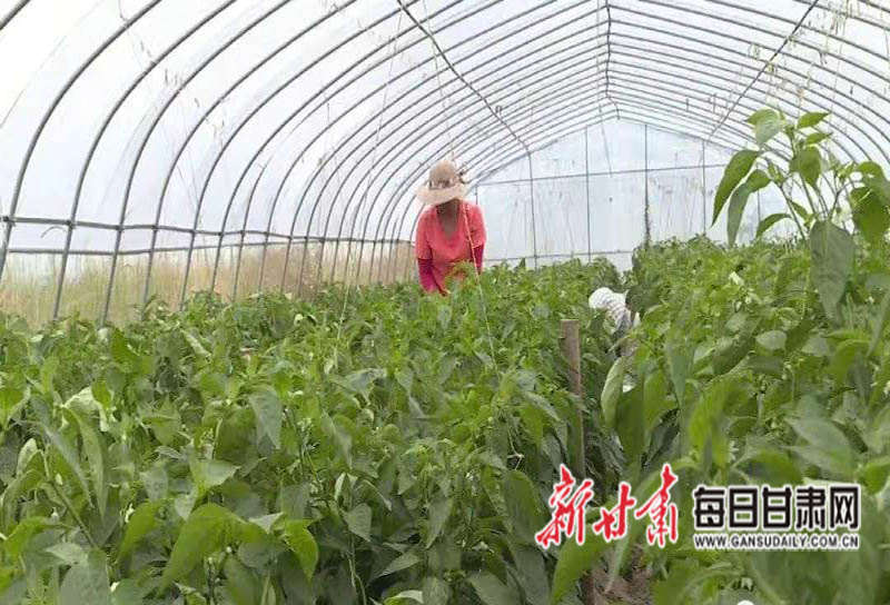 会宁一片好“丰”景 大棚辣椒鼓起农民“钱袋子”