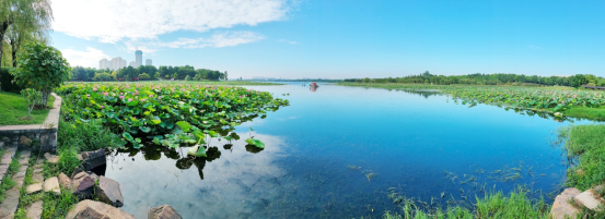 治理后的汤湖碧波万顷、水体清澈、荷香柳岸，7月26日摄于武汉经开区汤湖公园