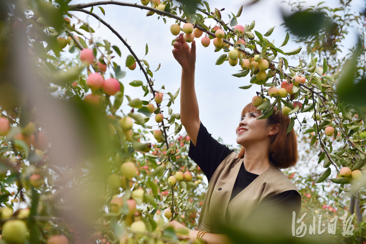 2021年8月4日，在河北省石家庄市栾城区大营村锦绣庄园鸡心果种植区，游客在采摘鸡心果。通讯员 张晓峰 摄影报道