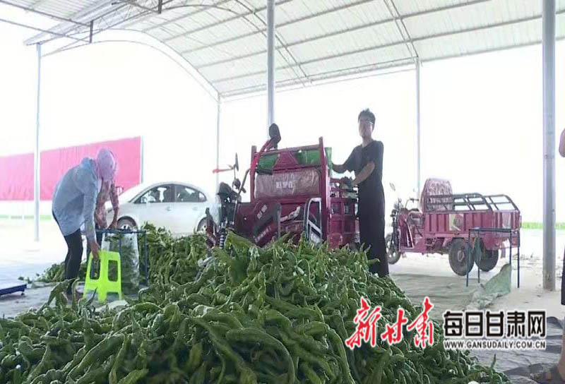 会宁一片好“丰”景 大棚辣椒鼓起农民“钱袋子”
