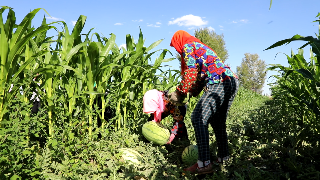 吃瓜群众集合风吹麦浪瓜果飘香金昌迎丰收季