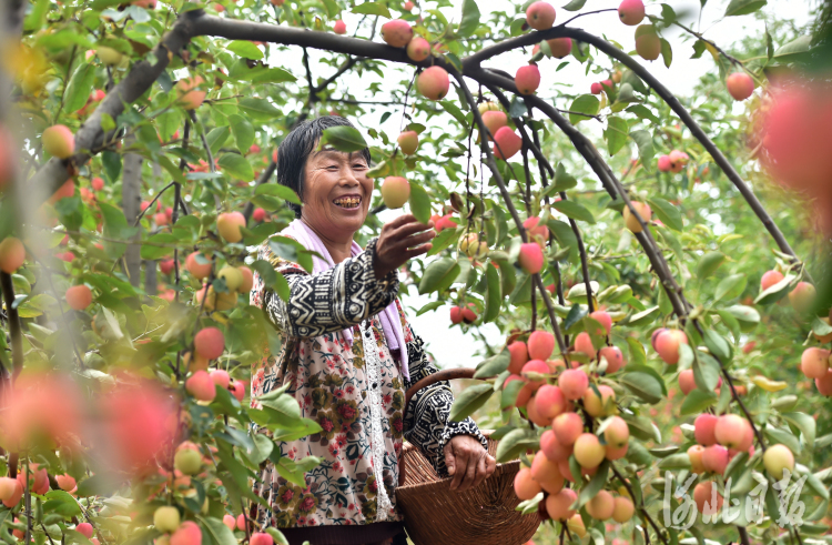 2021年8月4日，游客在河北省石家庄市栾城区大营村锦绣庄园鸡心果种植区采摘鸡心果。河北省石家庄市栾城区围绕乡村振兴战略，大力发展特色农业种植和农业旅游观光，促进当地农民增收。通讯员 张晓峰 摄影报道