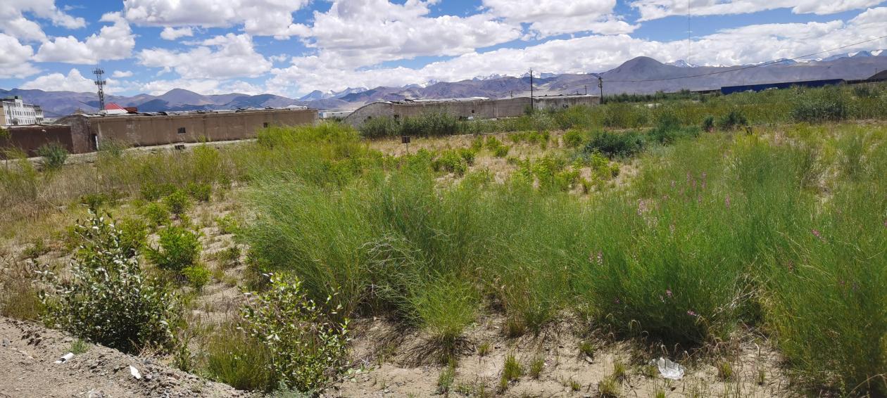 引种栽培的花棒,杨柴(2021)