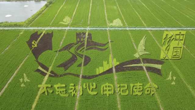 壮观苏州现400亩巨型稻田画村民用6种颜色水稻种成