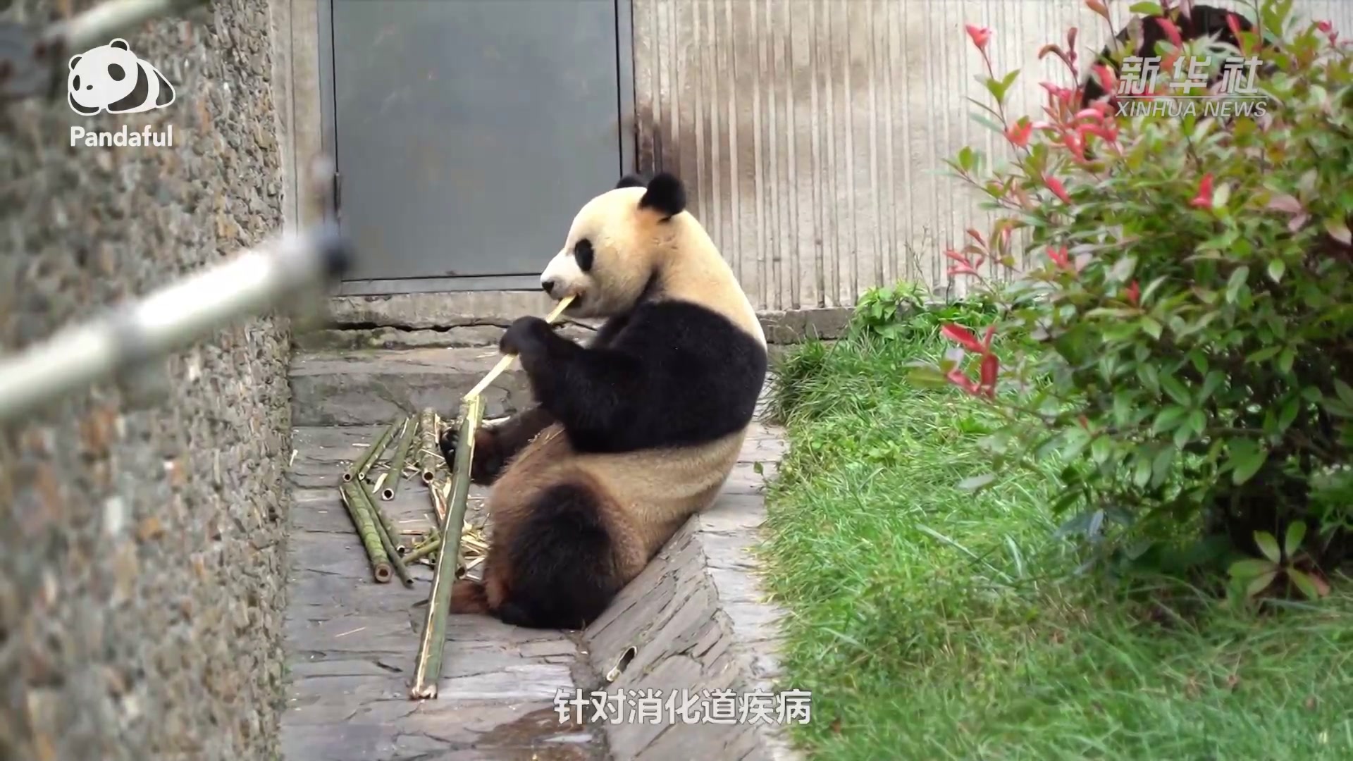 熊猫百问你来问｜大熊猫有哪些常见病？