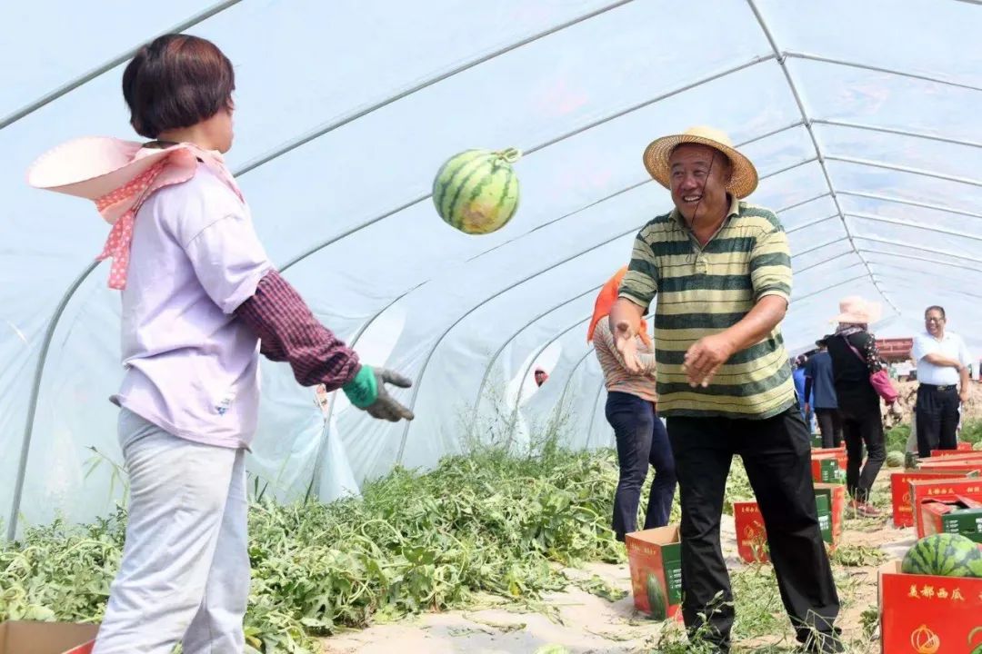 尝一“夏”兰州新区的西瓜，“暑”它最甜！