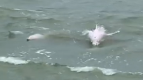 粉可爱！珠江水域现粉色海豚群