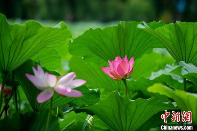 据悉,南湖公园栽植的荷花是东北红莲。 张瑶 摄