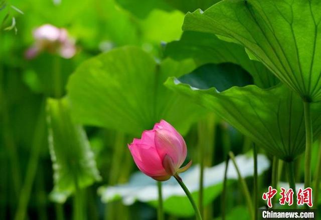 南湖公园栽植的荷花和睡莲在水中构成美丽的风景画。 张瑶 摄