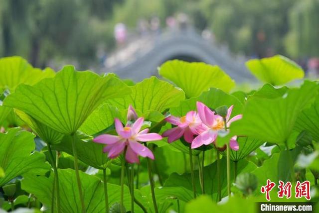 南湖公园内的荷花吸引了大量游客前来观赏。 张瑶 摄