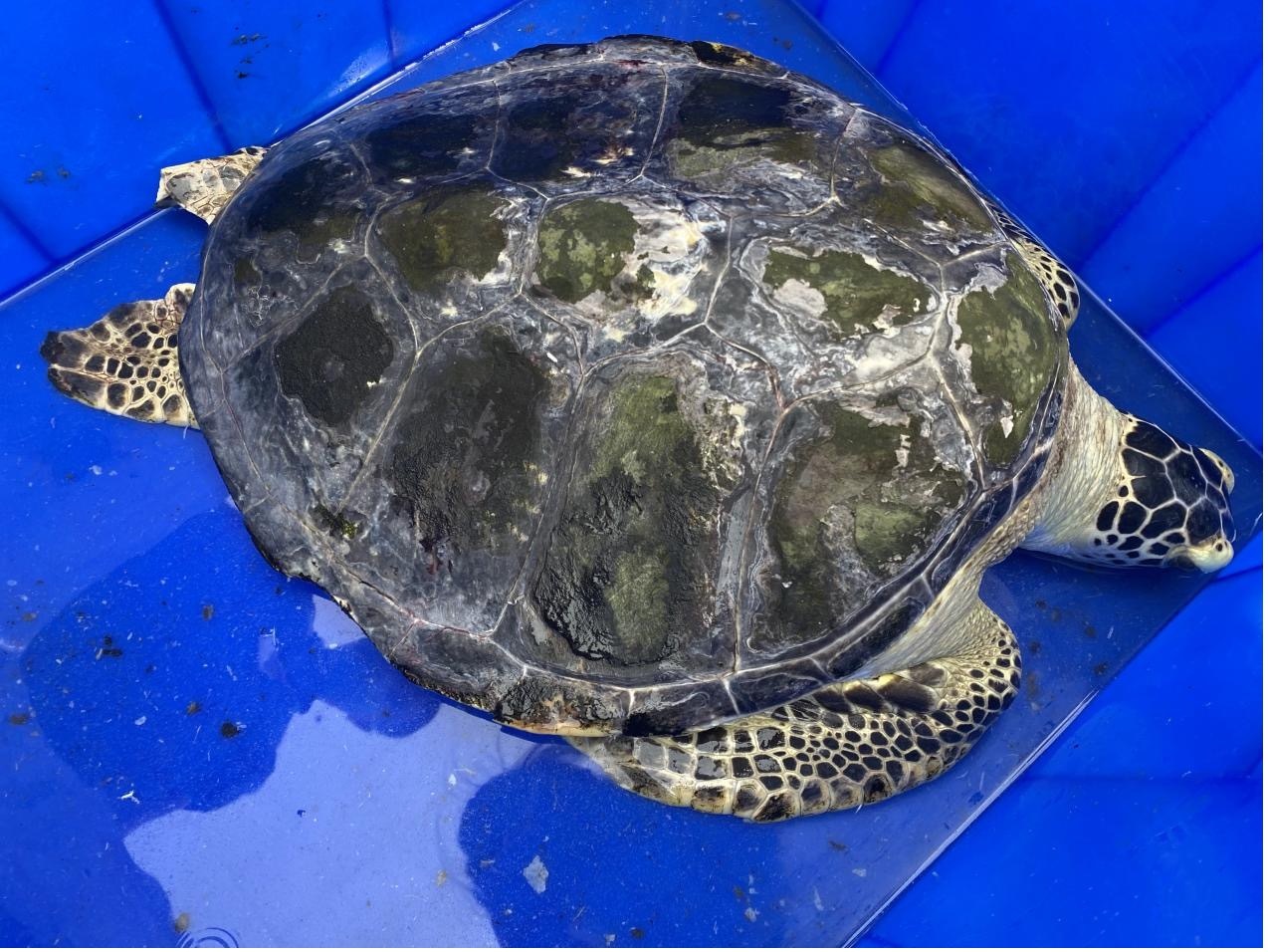 青岛海昌极地海洋公园收救一只雌性绿海龟