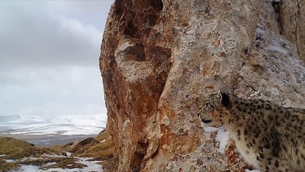 "雪山之王"的"铲屎官"