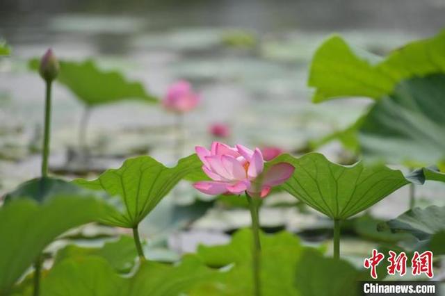 南湖公园内的荷花吸引了大量游客前来观赏。 张瑶 摄