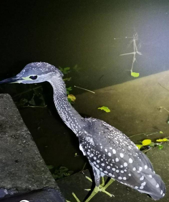 中國最神秘的鳥夜行木蘭山附近武漢已有94種珍禽記錄