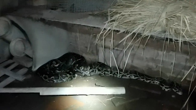 3米蟒蛇闯农家偷吃16只鸡
