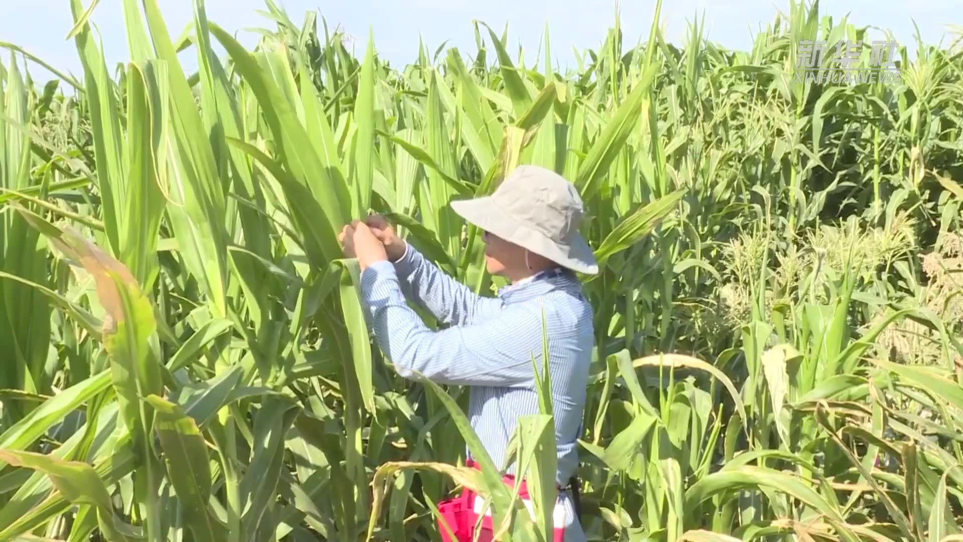 高温下的劳动者|“火洲”里的玉米耐高温试验