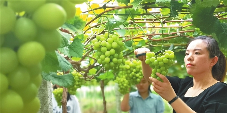 8月11日,游客在位于浮梁县臧湾乡寒溪村的雪玉果园采摘葡萄,体验采摘