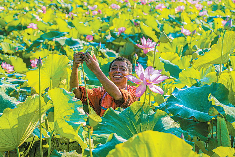 日前，广昌县驿前镇姚西村莲农姚才红在莲田里采摘太空莲莲蓬。今年全县种植的11万亩白莲喜获丰收，通芯白莲产值预计可达7亿多元，是当地莲农增收致富的主要经济来源。何佳璎特约记者曾恒贵摄