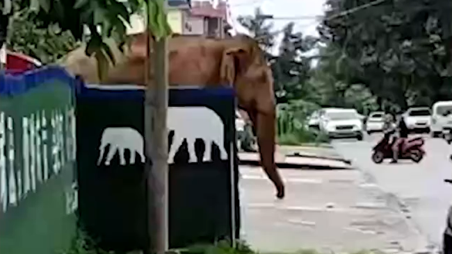亚洲象闯西双版纳勐